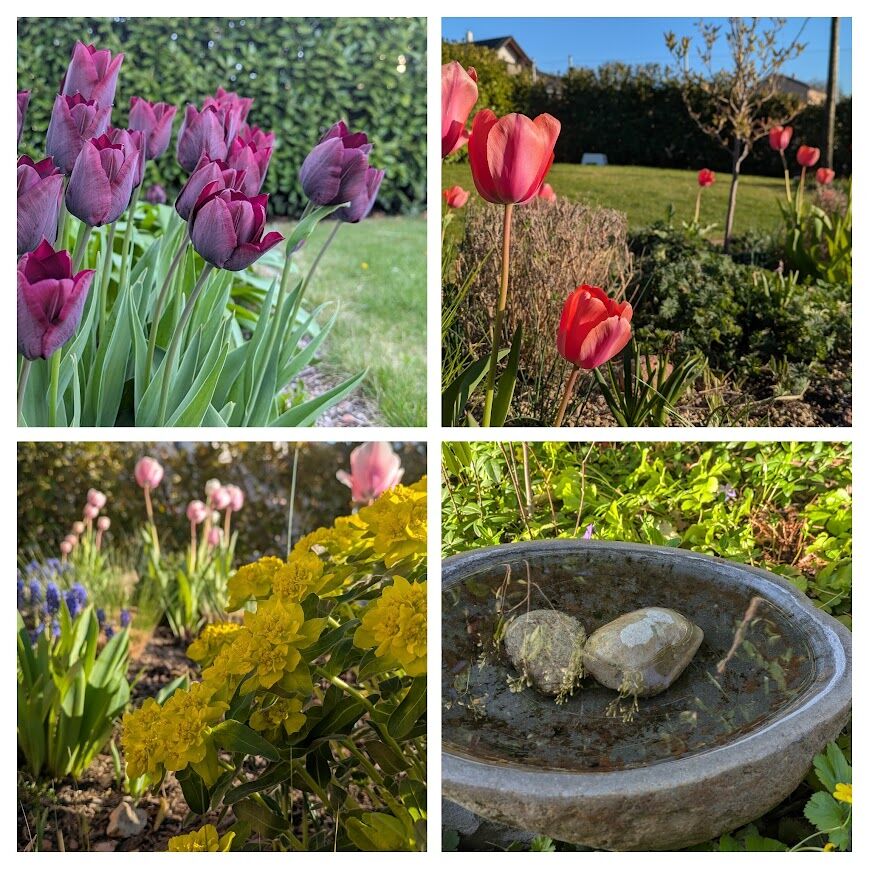 PXL_20260423_161838803-COLLAGE.jpg